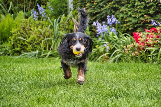 Regular Pet Waste Removal Subscription.